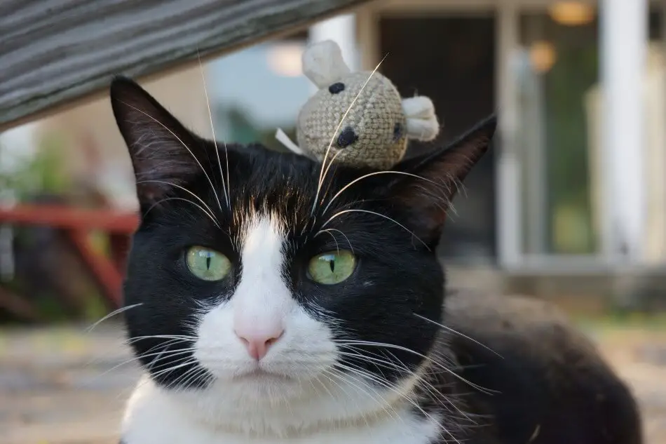 A cat wearing a mouse hat