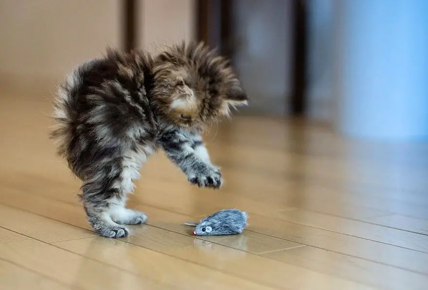 Cute baby cat playing with a toy