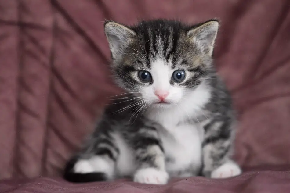 A cute cat sitting on the ground