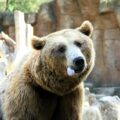 A bear with its tongue sticking out after hearing people say funny bear puns