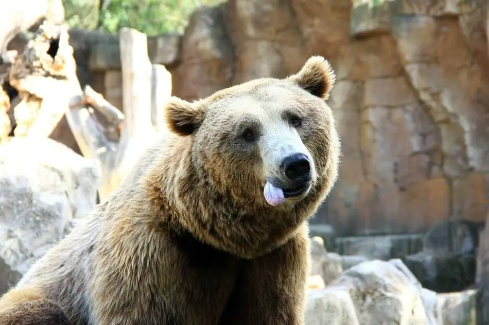 A bear with its tongue sticking out after hearing people say funny bear puns