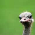 An ostrich being the perfect inspiration for funny bird puns