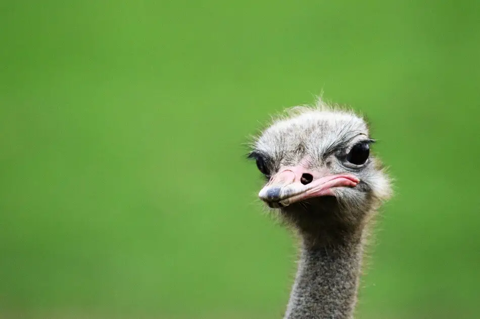 An ostrich being the perfect inspiration for funny bird puns
