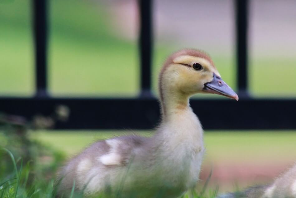 A cute baby duck to give you ideas for more puns