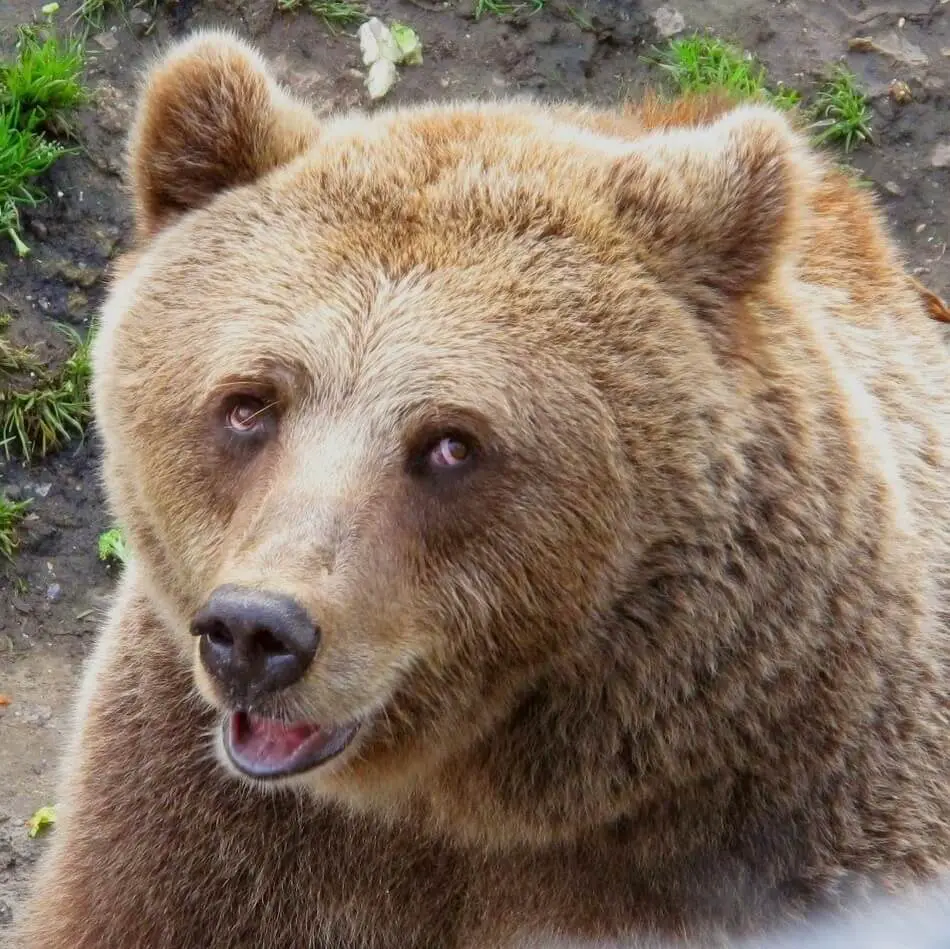 A cute and funny bear