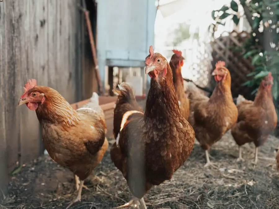 A group of chickens inspiring funny chicken puns