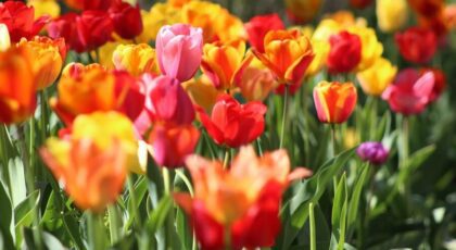 A group of funny looking flowers