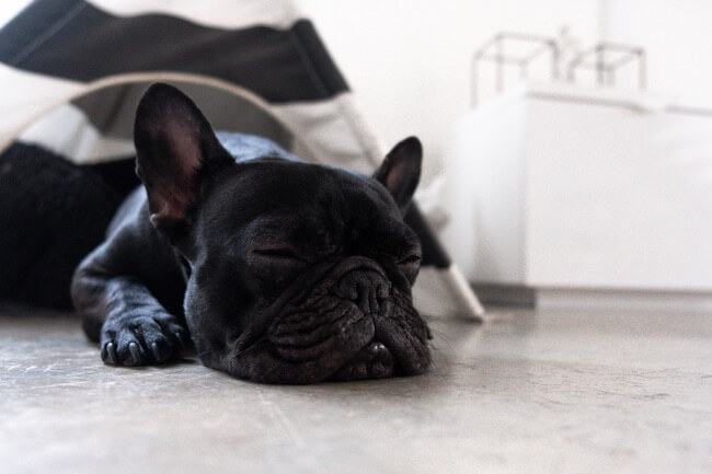 A funny animal sleeping on the floor