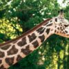 Giraffe with a long neck making the photographer think of neck jokes and puns.