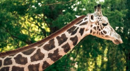 Giraffe with a long neck making the photographer think of neck jokes and puns.