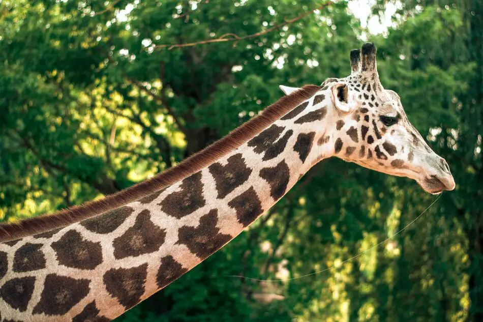 Giraffe with a long neck making the photographer think of neck jokes and puns.