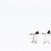 Two penguins walking and inspiring penguin jokes and puns