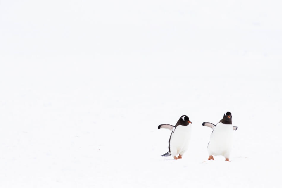 Two penguins walking and inspiring penguin jokes and puns