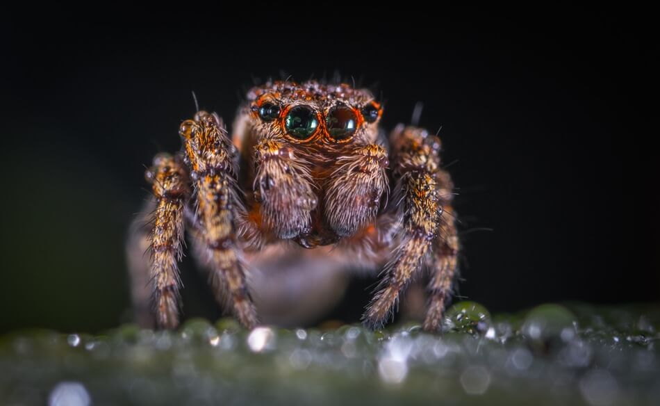 A spider that gives you ideas for puns or jokes