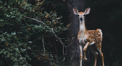 A deer being photographed by someone reciting deer puns and jokes