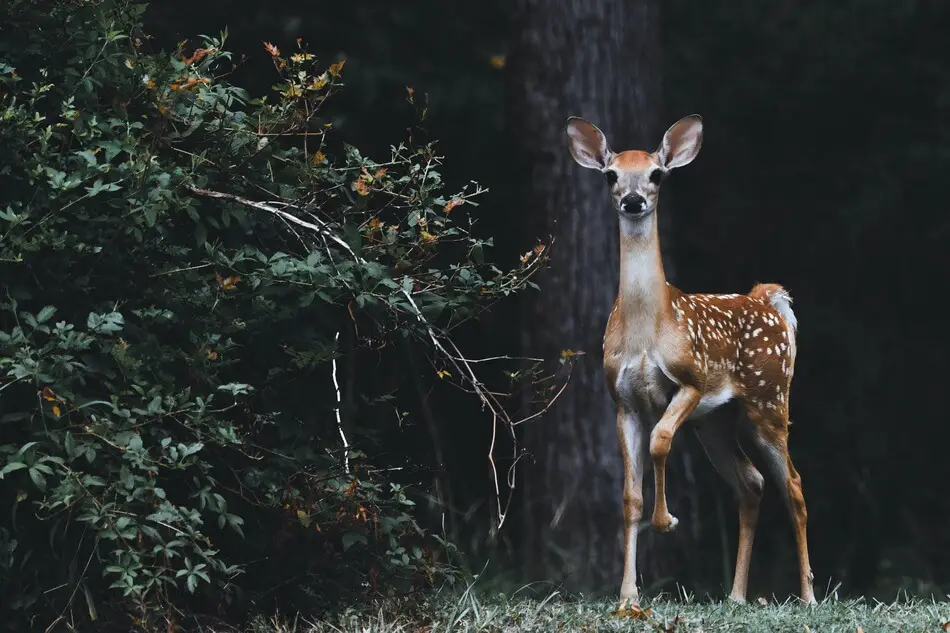 A deer being photographed by someone reciting deer puns and jokes