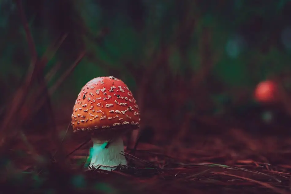 A small mushroom that makes great inspiration for mushroom puns and jokes