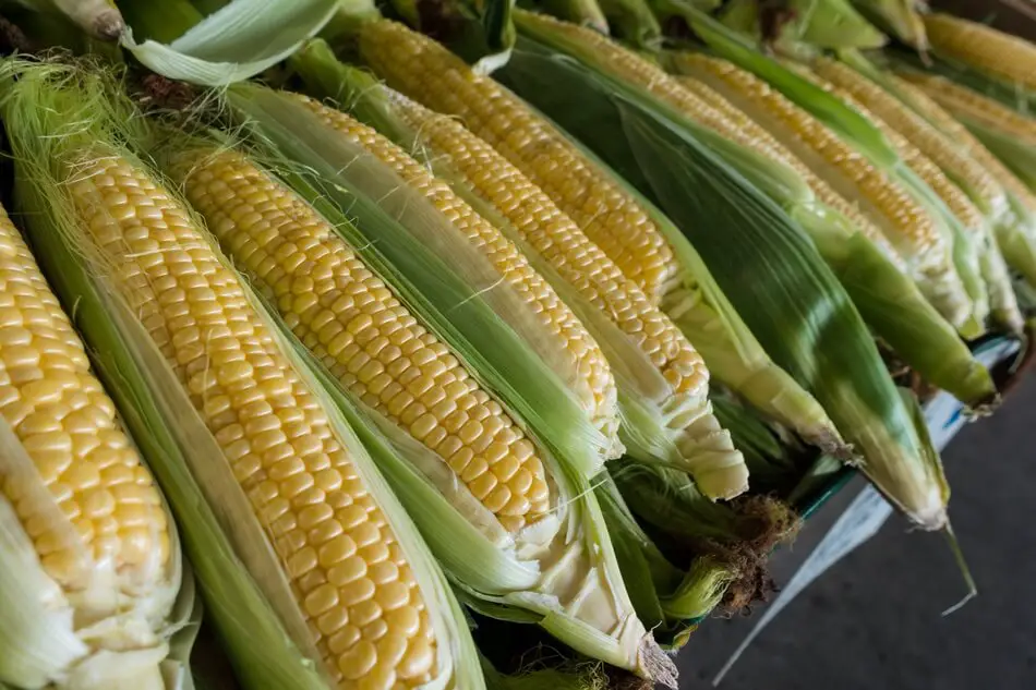 Corn shucked in a funny way