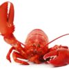 A funny lobster waving hello