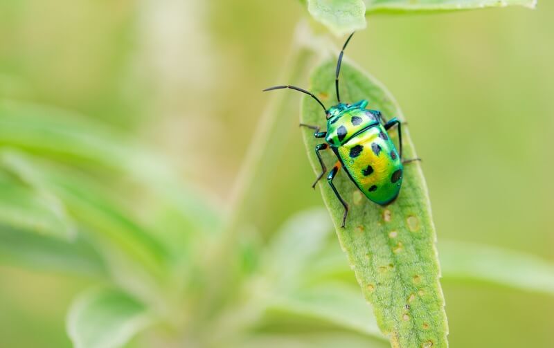 Green bug crawling on a leaf