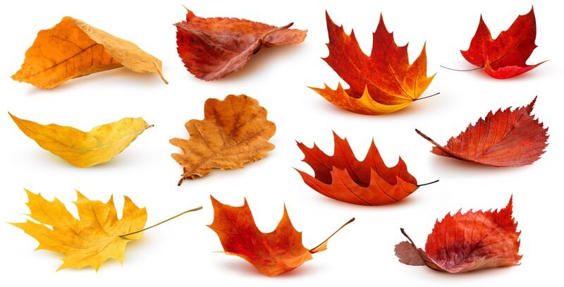 Beautiful leaves laid out to help people think of puns and jokes about them