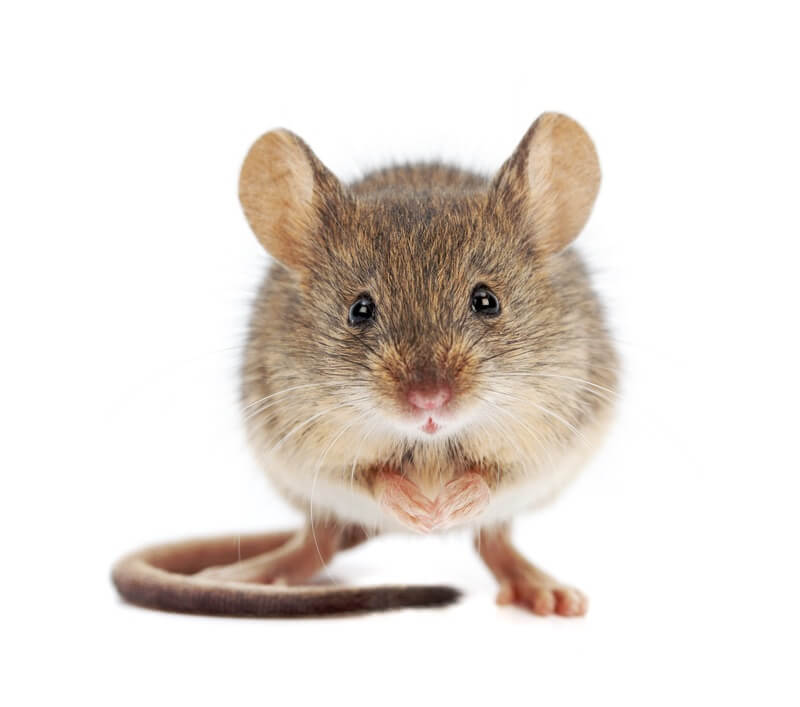 A cute and funny looking mouse