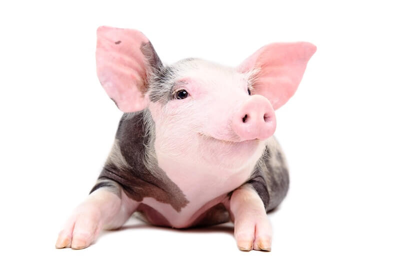 A happy pig serving as inspiration for pig jokes and puns