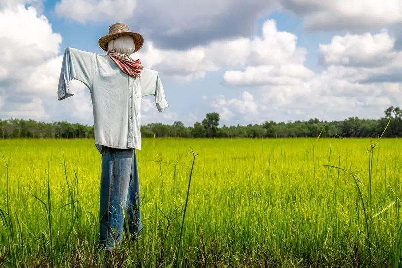 Scarecrow in a field