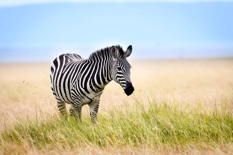 A funny looking zebra standing outside on a sunny day