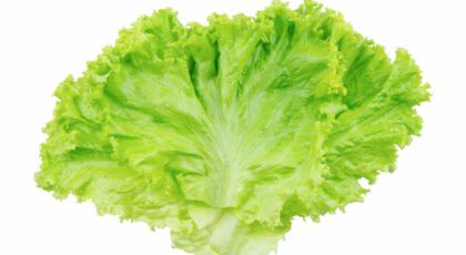 A funny looking piece of lettuce