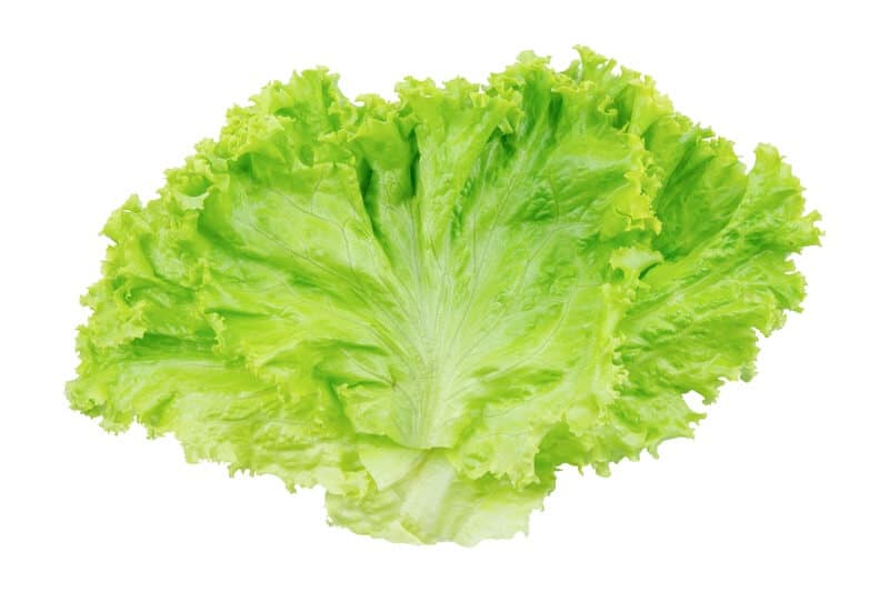 A funny looking piece of lettuce