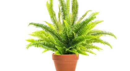 A fern plant that serves as inspiration for fern puns and jokes