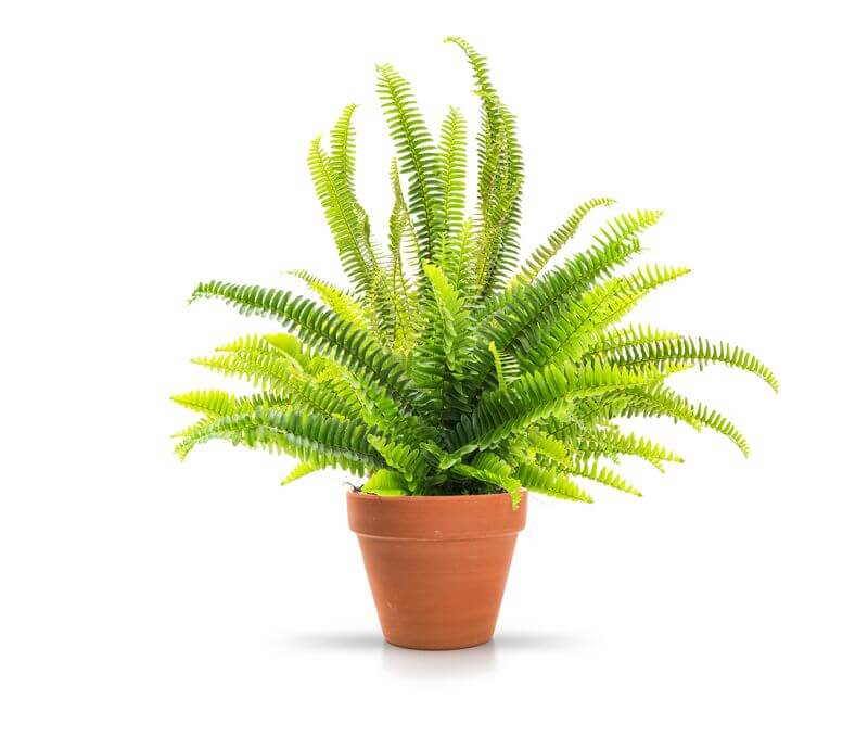 A fern plant that serves as inspiration for fern puns and jokes