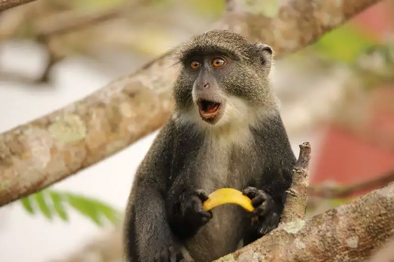 43+ Monkey Puns & Jokes That Are Actually Funny