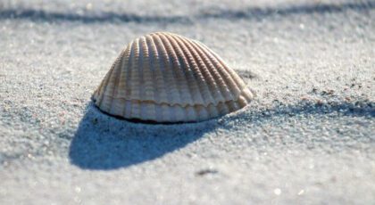 A shell on the beach which reminds people of puns and jokes about it
