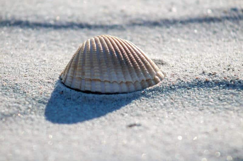 A shell on the beach which reminds people of puns and jokes about it