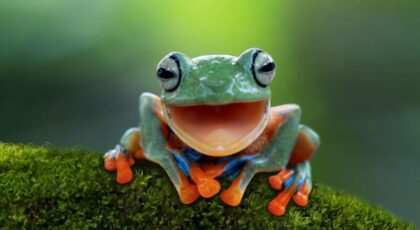 A funny frog that looks like it's laughing
