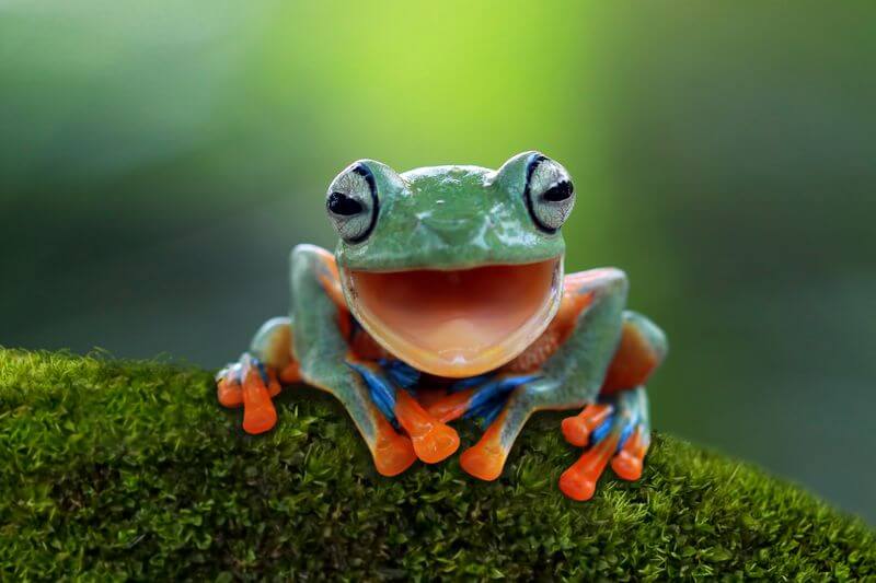 A funny frog that looks like it's laughing