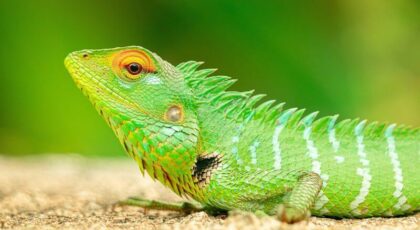 A funny looking lizard that makes you think of puns and jokes about it