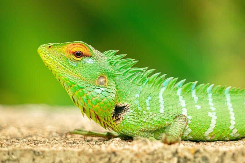 A funny looking lizard that makes you think of puns and jokes about it