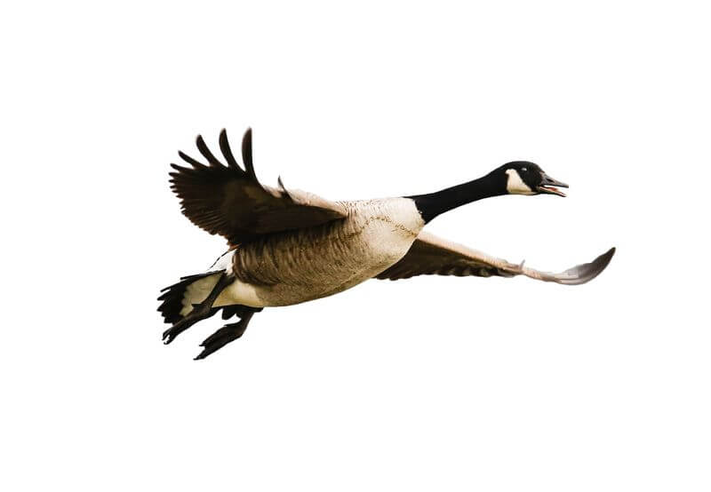 The animal that makes people think of goose puns and jokes