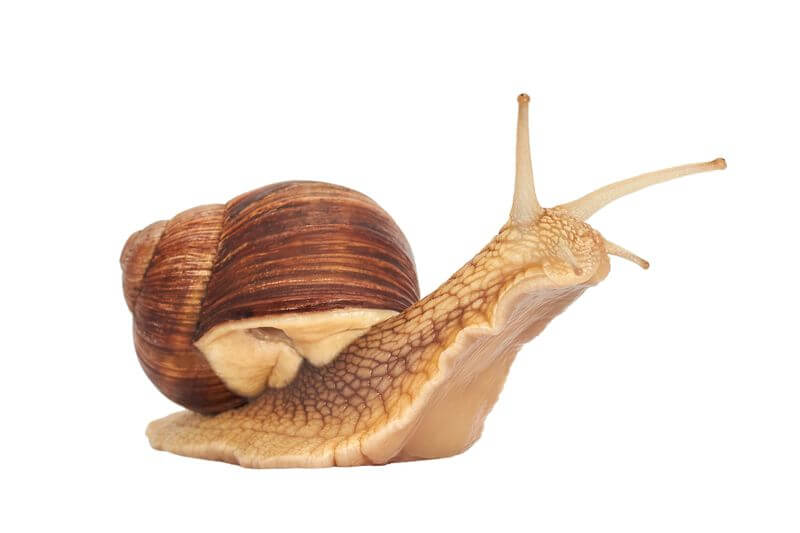 Snail puns and jokes