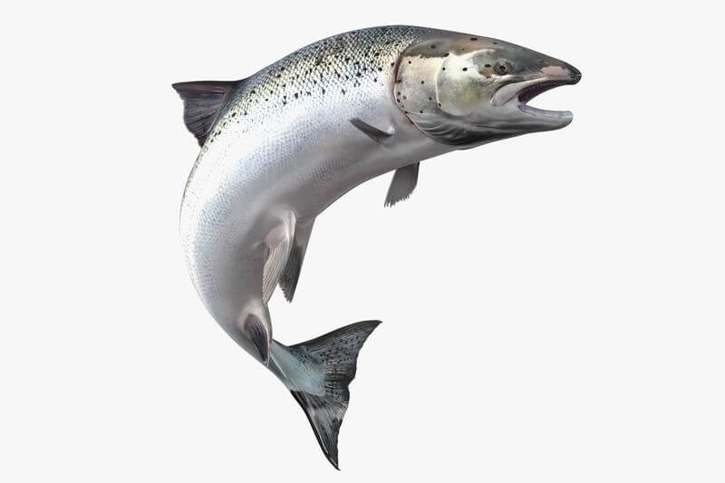 Salmon puns and jokes